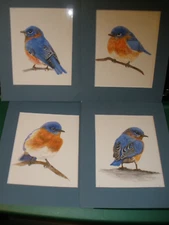 Lot of 4 Watercolor Handpainted Pictures Blue Bird Orange Breast by Reist 2024