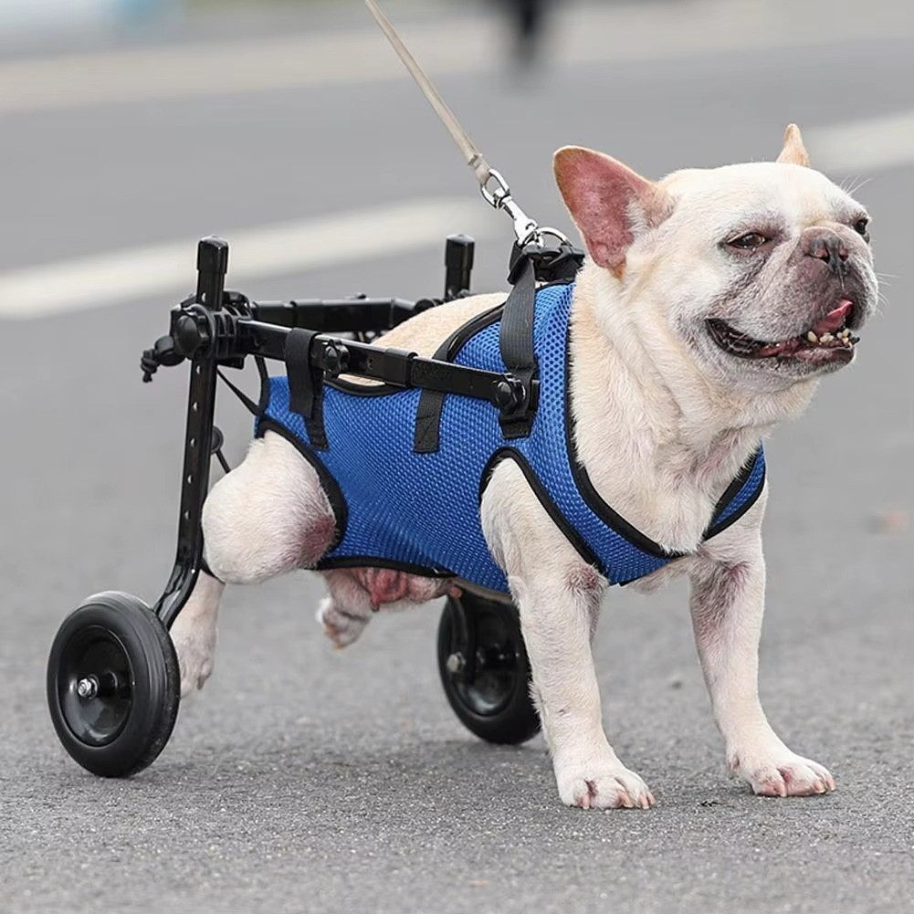 Soutien des pattes arrière pour chien paralysé avec ce chariot roulant ajustable S