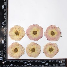 12PCS real dried Pressed rose flowerhead, flower supply for candle Craft FHT49