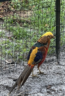 #ad 6 Red Golden pheasants hatching eggs Fresh Fertile Collected Daily $60.00