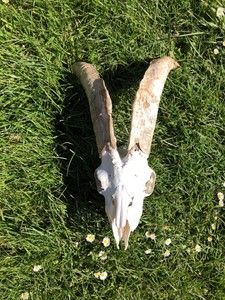 Details About Real Goat Skull W Horns Man Cave Decor Hunting Cabin Taxidermy Curvy Antlers