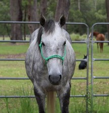 Handcrafted GREEN Rope Halter Blue - Horse Riding Headstall Equine