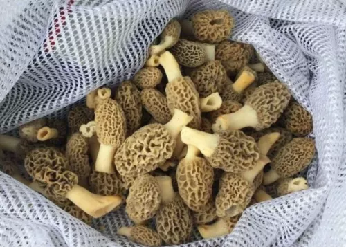 🍄 4 Pack! Morel Mushroom- Grow Kit-  Best Deal! 