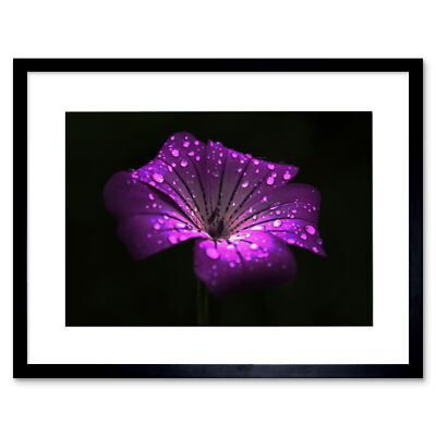 Waterdrops On Single Purple Flower Art Picture Framed Wall Art Print