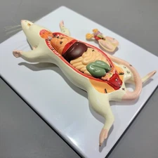Dissected Rat Anatomical Model, Rat Autopsy Medical Display