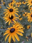 The Grove Rudbeckia — photo 5