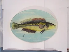 John Derian Company Fish Decorative Glass Lg Oval Tray Plate Dish Signed USA NR