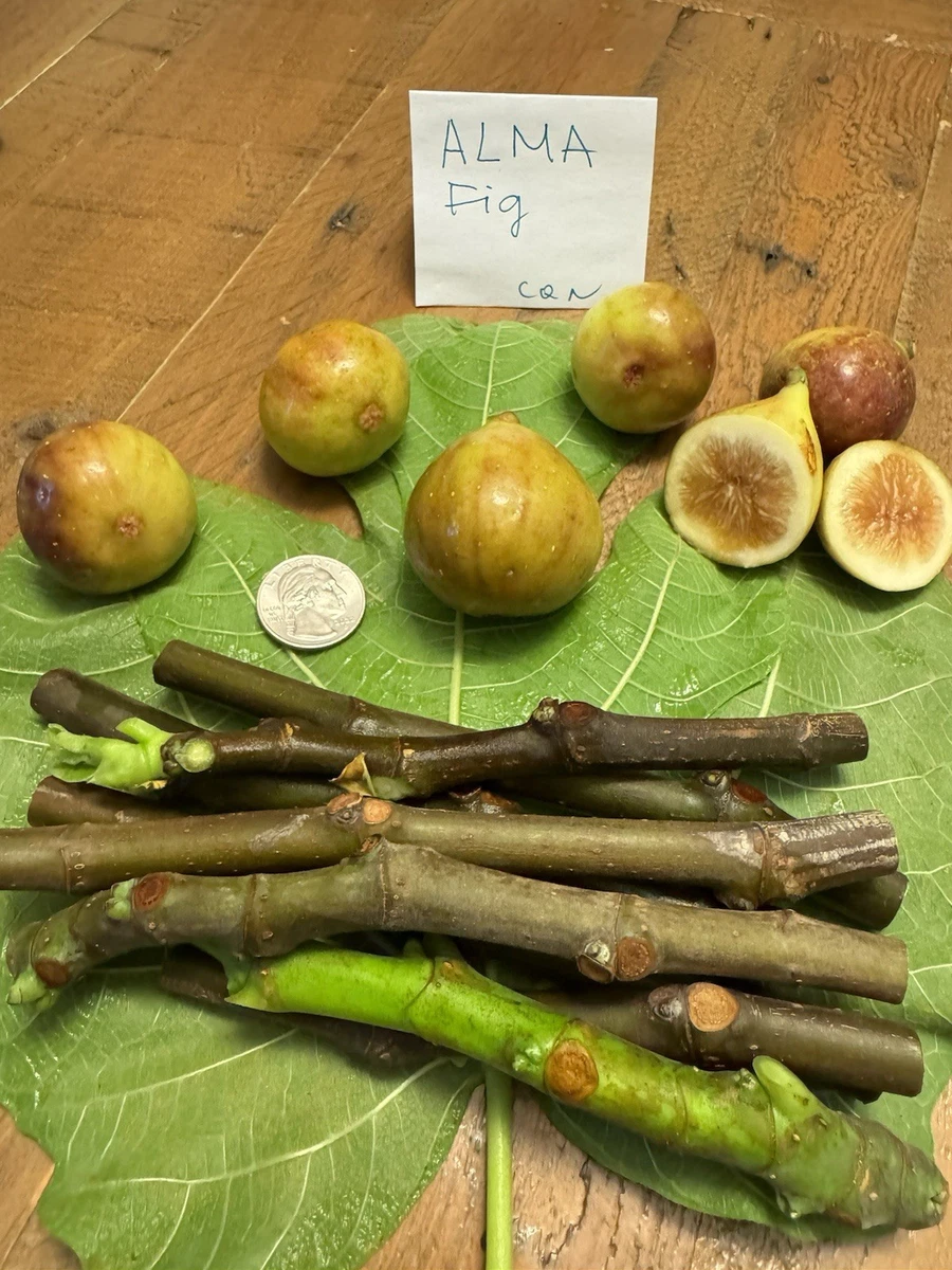 The Fruit Tree Orchard by Nature & Garden