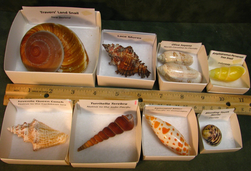 10 SHELLS 2 ARE SNAIL SHELLS TRAVERS MUREX NERITE SAYANA MITER OLIVIA CONCH #130