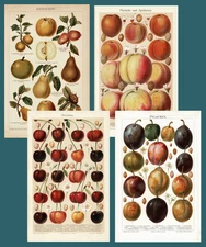 Botanical Fruit Studies – Lot of 4 Antique Chromolithographs (c. 1900)