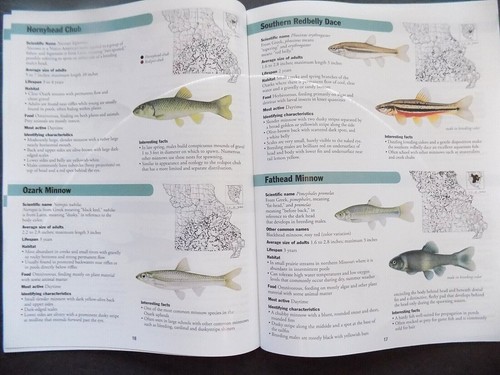 INTRODUCTION TO MISSOURI FISHES , NEW - field guide - Picture 7 of 12