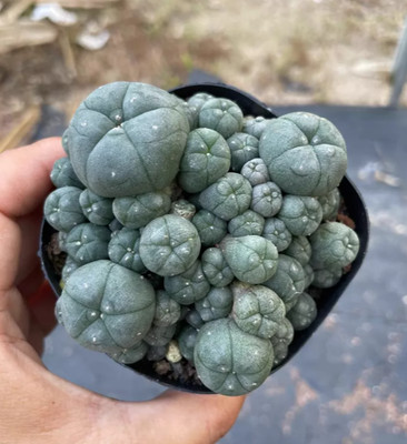 L.W Cactus Plant home Garden decoration beautiful CactusPlants 6-7 cm