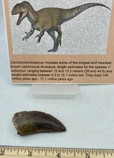 Tyrannosaurus T REX 2” African Carcharodontosaurus REAL F0SSIL R28