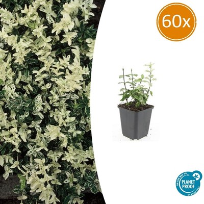60x Euonymus fort. 'Harlequin' - pflanzfix24