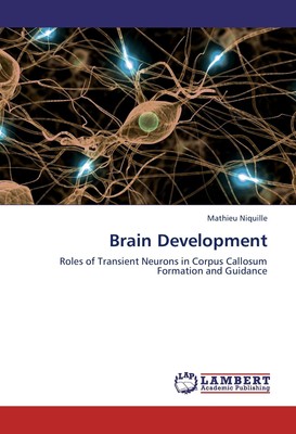 Brain Development Mathieu Niquille