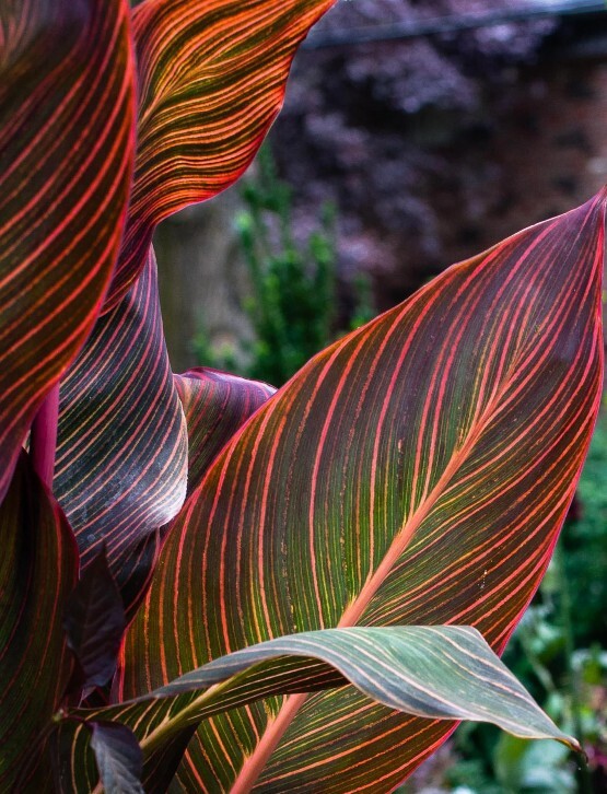 Canna Lily Plant Rhizome Phasion Variegated Tropicanna 1 Rhizome Orange Blooms Falak Tayyeb