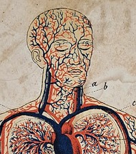 Antigua impresión de anatomía coloreada a mano c1820s sistema circulatorio médico 5x7