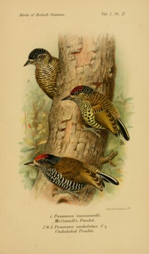 The Birds of British Guiana 1916-1921 by Charles Chubb 2 Pdf E-books 1 Data DVD - Imagen 7 de 12