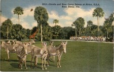 Vtg Postcard Africa USA Boca Raton FL Giraffe & Rare Grevy Zebras Uncaged Zoo