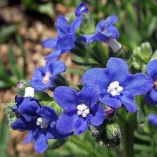 AFRYKAŃSKI JĘZYK OCHA BLUE ANGEL - ANCHUSA CAPENSIS 10+ NASIONA Ed 117