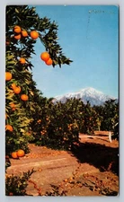 Postcard CA San Bernadino Foothills Orange Grove United Airlines 1956 B614