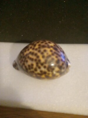 Cypraea Tigris Hawaiian Tiger Cowry Seashell Medium Size 82.55mm (HH) Beautiful!