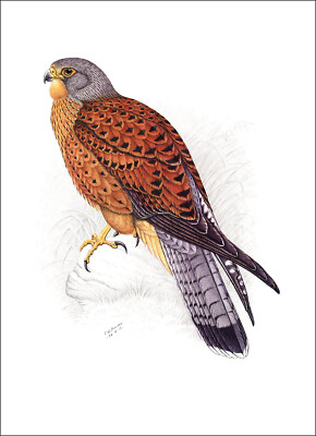 1984 Vintage Print Common Kestrel Falcon Bird Birds Finch Davies South Africa