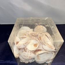 Assorted Loose White and Brown Natural Sea Shells Bulk Box for Craft Projects