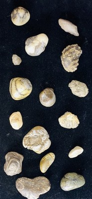 Devonian Sea Fossils 