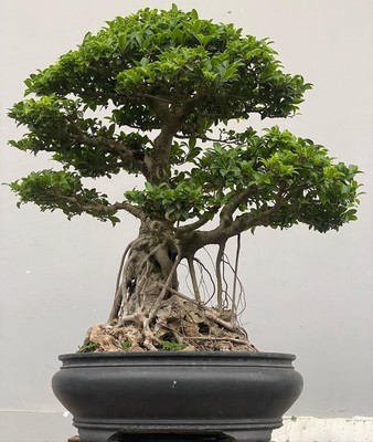 Real Plant Bonsai Ficus Elegan Very old plant Large Size