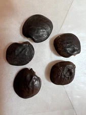 5 Blue Wisteria Vin Flower Seeds  