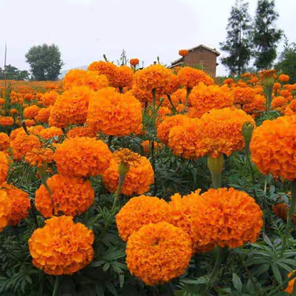 100 Ringelblumensamen Tagetessamen Mehrfarbige Gartenblumen C8