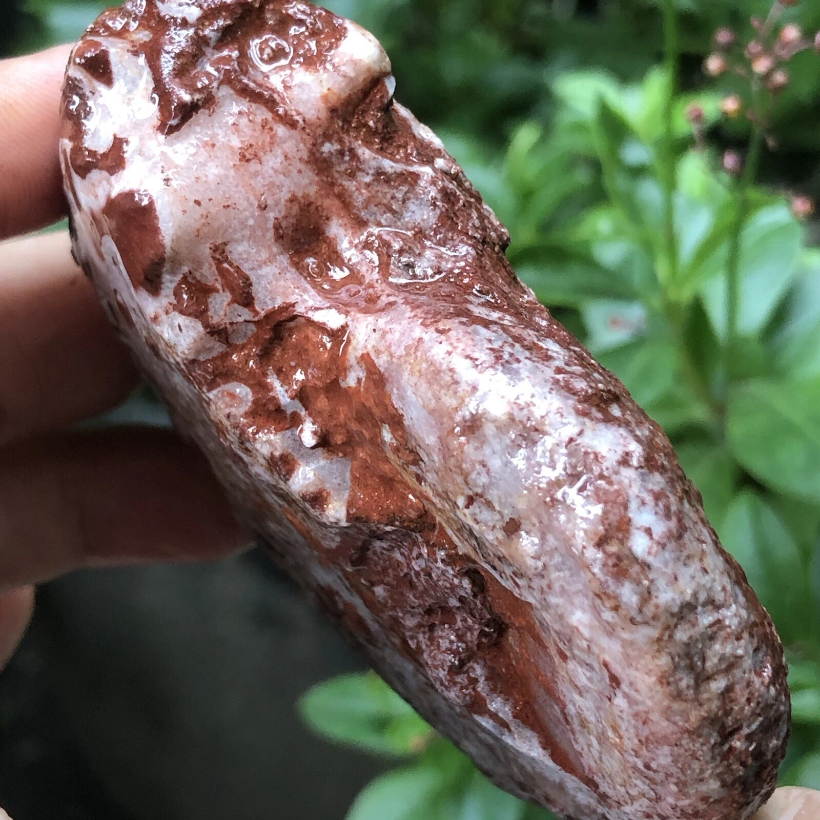 153gr 驚くべきペルミアン 全体 ラフ 薄い アンモナイト 化石 モルスカ - 画像3/11