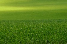 Grass Seeds, Lawn Grass Seed, Hard Wearing - Suburban Mix, UK Seller - 1st Class