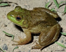 PACK of 3 Live Bullfrog to make Polliwog Tadpole Tadpoles HEALTHY for Pond
