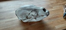 Replica Black Bear Skull. Ethical Taxidermy. Display. Handmade.