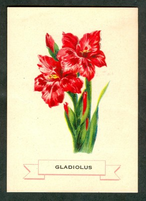 1920s WEBER Bread FLOWER Card GLADIOLUS D35? Like Tobacco Silk S49 Larger Size
