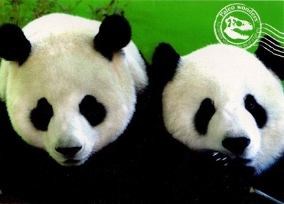 Vintage Postcard - Pandas