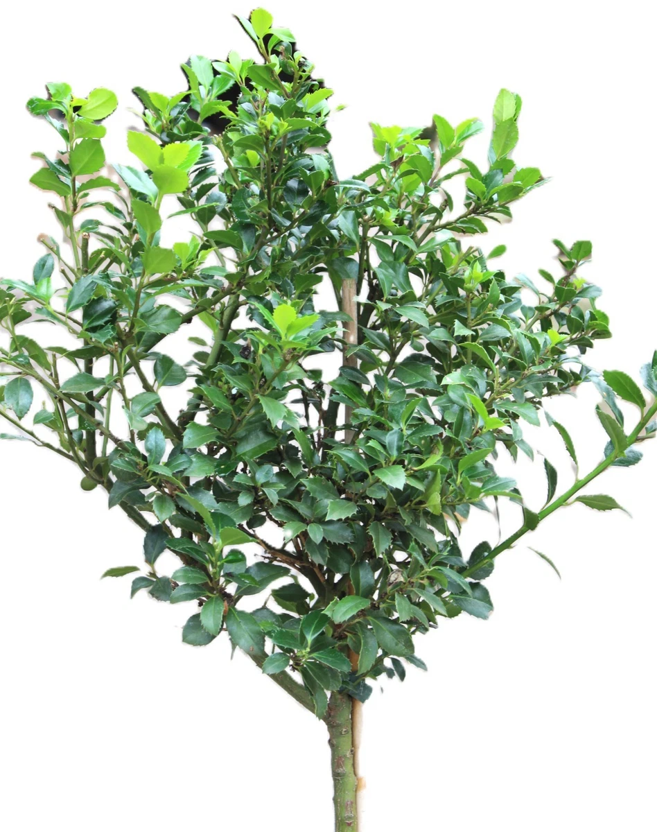 small wisteria Wisteria frutescens Kate's Dwarf – Brushwood Nursery, Clematis Specialists main image 0