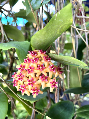 Hoya benquetensis+eliptica  (No. 14)  12-20 inches well-rooted