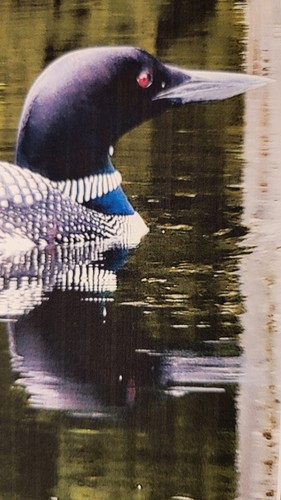 Summer Green - Loon , 8x10 in, Signed  Photo Print, Sylvania Wilderness, MI, - Picture 10 of 10