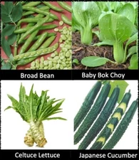 Asian Vegetable Seeds 4 Varieties（Broad Bean, Japanese Cucumber, etc.) 180+seeds