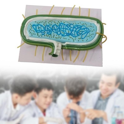 Anatomy Model Enlarged Model Learning Teaching Tool  Educational Toys