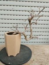 Bonsai Bougainvillea