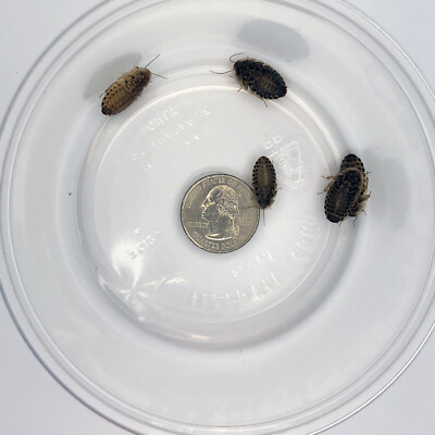 #ad Dubia Roaches Small Medium Large amp; Feeder Males Live Arrival Guaranteed $16.00