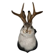 Animal Wall Sculpture – Jackalope Antler Rabbit Head Mounted Decoration
