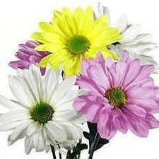 Daisy Flowers 12 Bunch