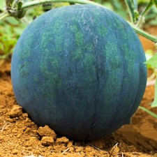10 Giant black watermelon seeds Fruit NON-GMO
