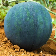 10+ Giant black watermelon seeds | Fruit  | NON-GMO | 