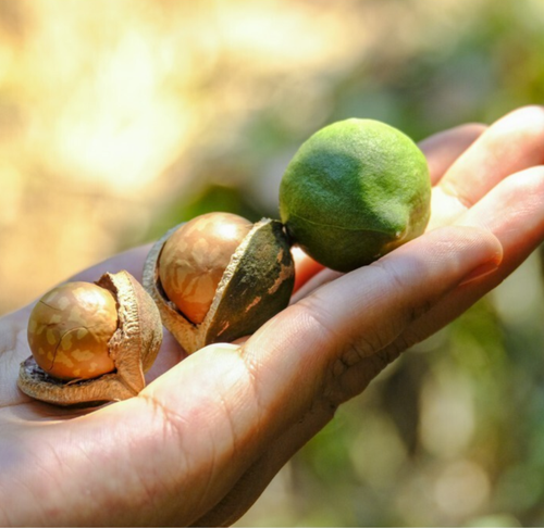 20++ Macadamia Nuts Seedss (Macadamia integrifolia) var. Macadamia - Picture 3 of 7